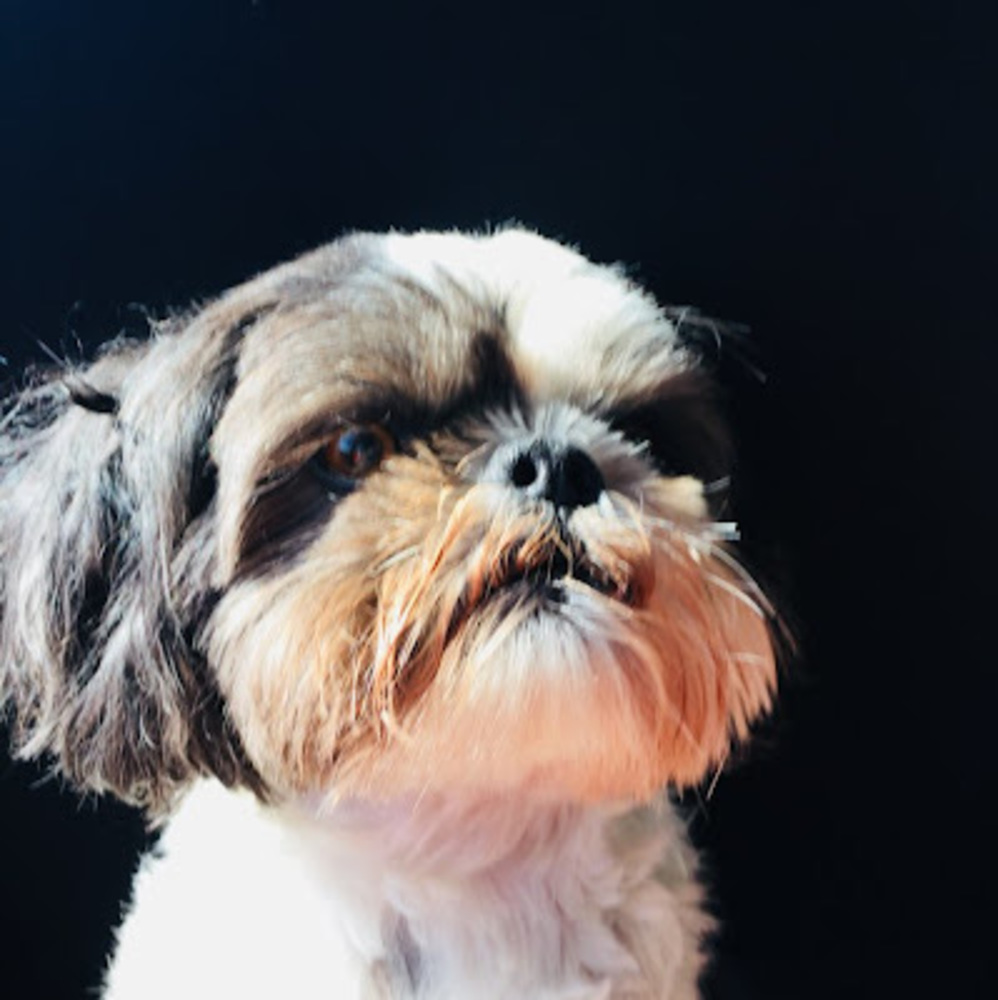 Meet your Posher, Mrdoggo56789